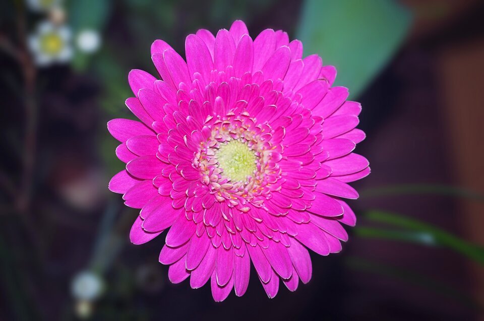 Bloom plant flower