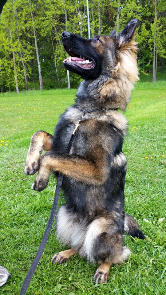 Dog german shepherd its fine