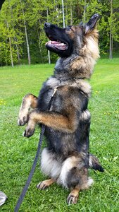 Dog german shepherd its fine