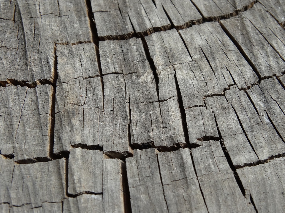 Wood texture nature