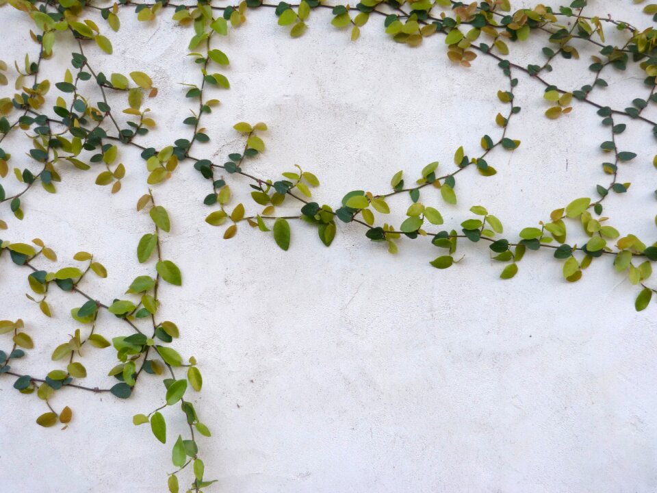Concrete green vines building wall