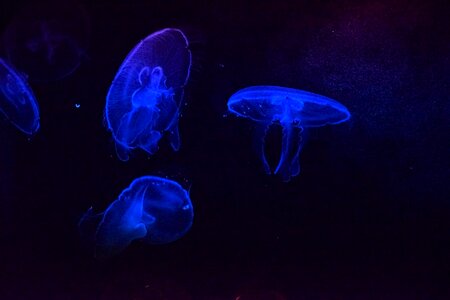Québec blue mysterious