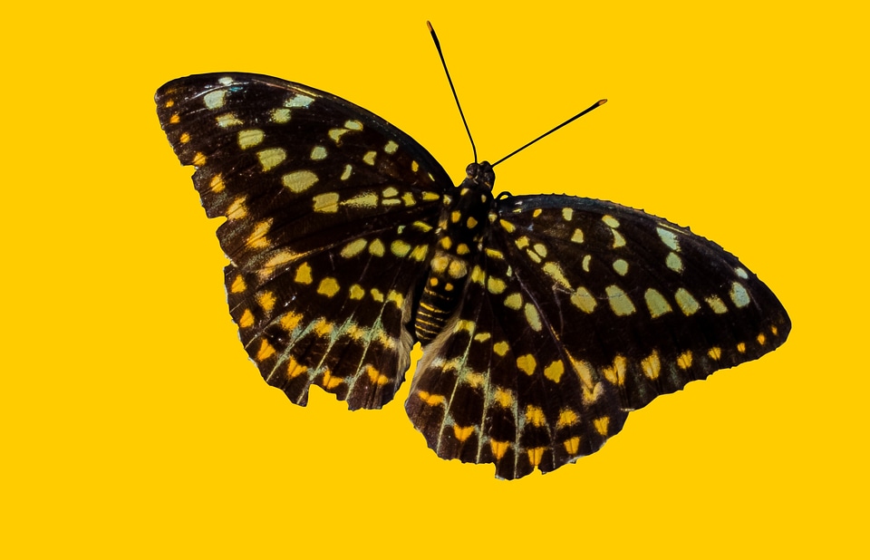 Butterfly insect frreigestellt