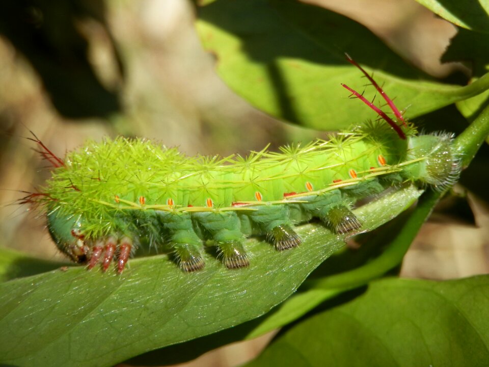Green color wildlife