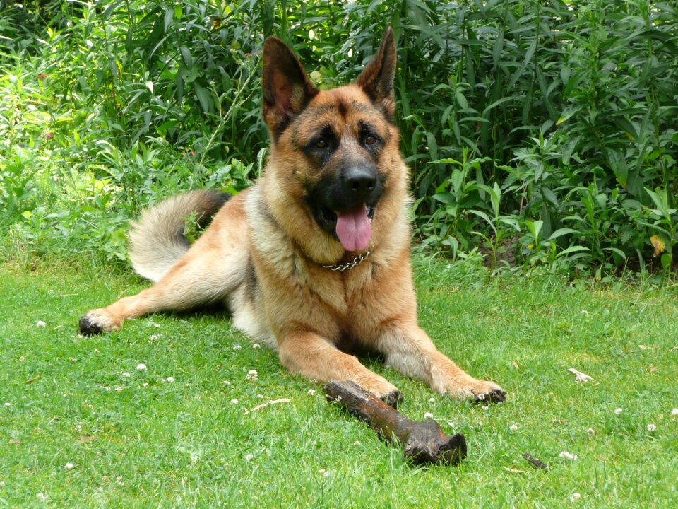German shepherd stick lying