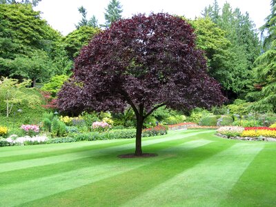 Nature butchard gardens victoria photo