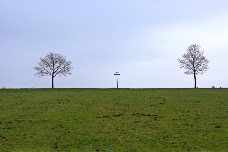 Meadow pasture trees