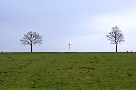 Meadow pasture trees photo
