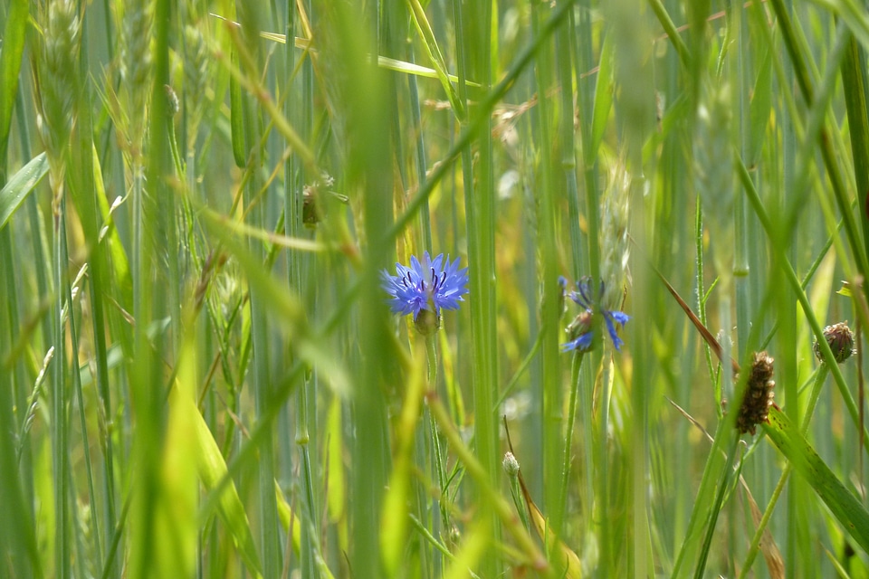 Summer blue nature