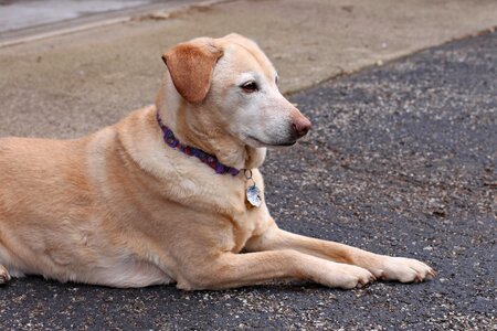 Labrador rescue yellow photo