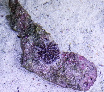 Marine underwater coral