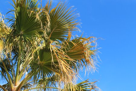 Sky palm tropical photo