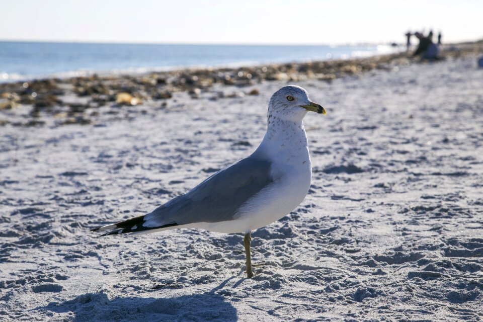 Ocean nature bird