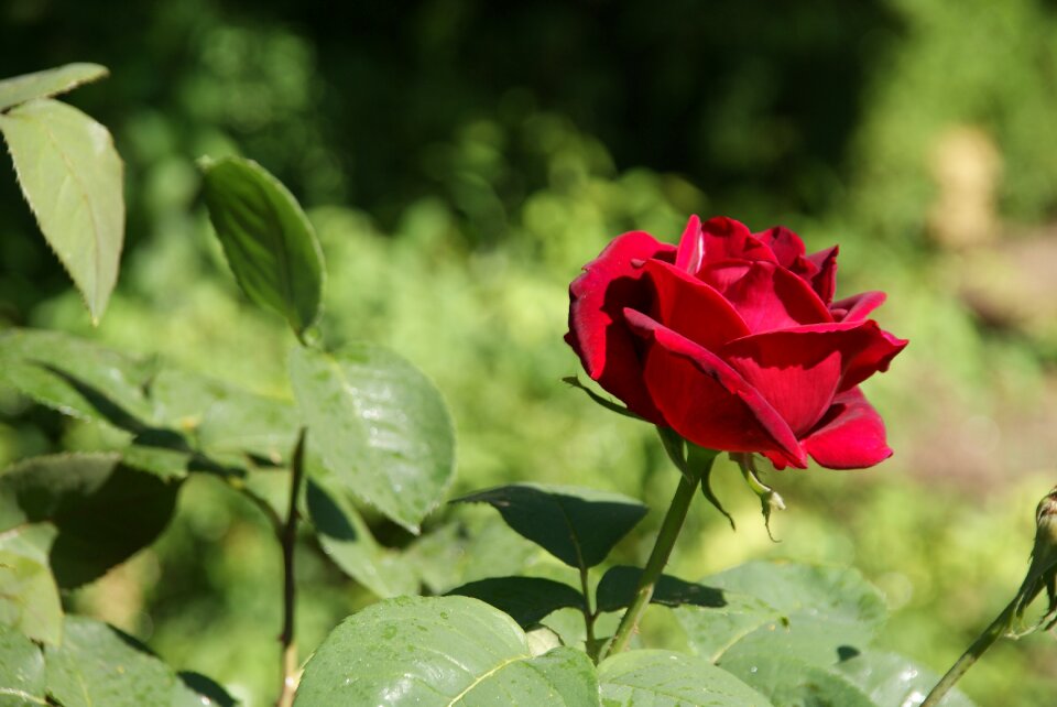 Rose garden blossom bloom