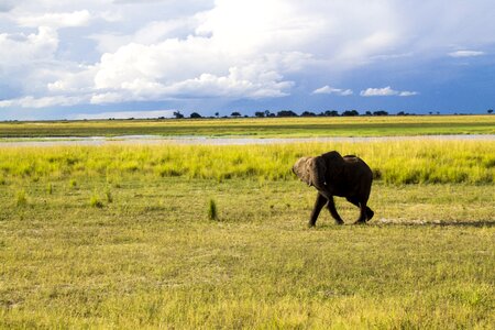 Safari nature wild