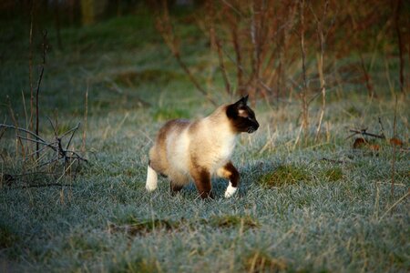 Kitten winter frost