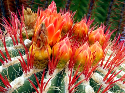 Cactus flower bloom close up photo