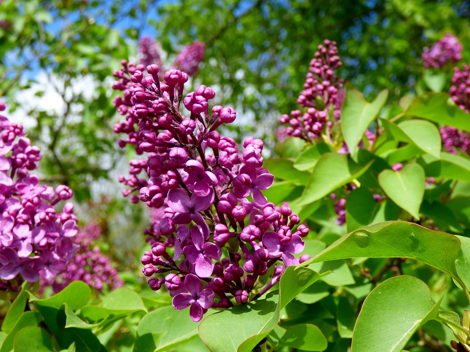 Lilacs flower garden