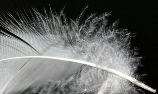 Fluffy soft bird feather