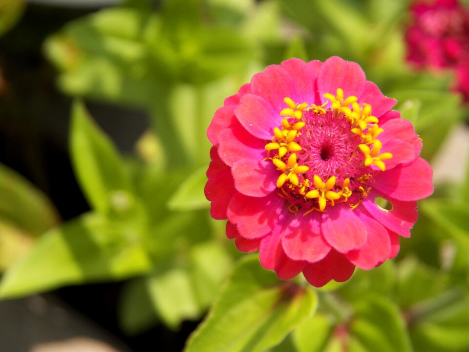 Floral petal spring flower