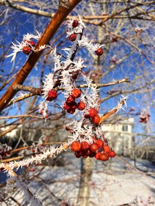 Red white christmas photo