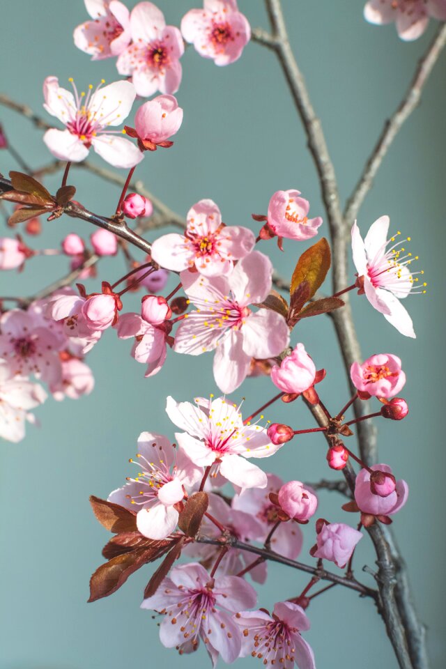 Cherry blossom spring flowers flowers