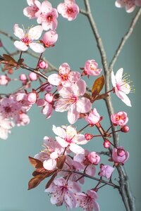 Cherry blossom spring flowers flowers