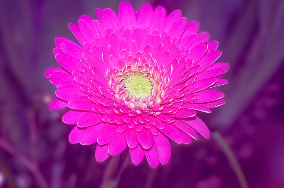 Flower blossom bloom