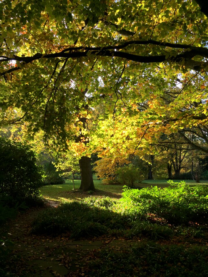 Golden autumn mood light