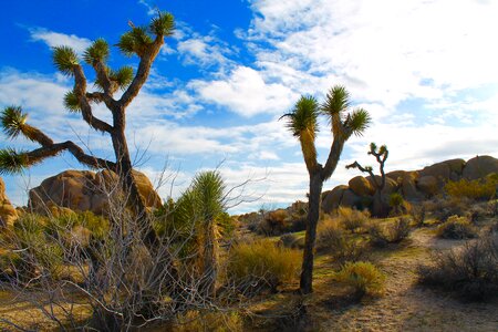 Mojave desert twentynine palms photo