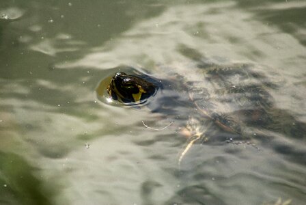 Water plan nature swimming