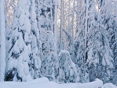 Frozen forest seasonal