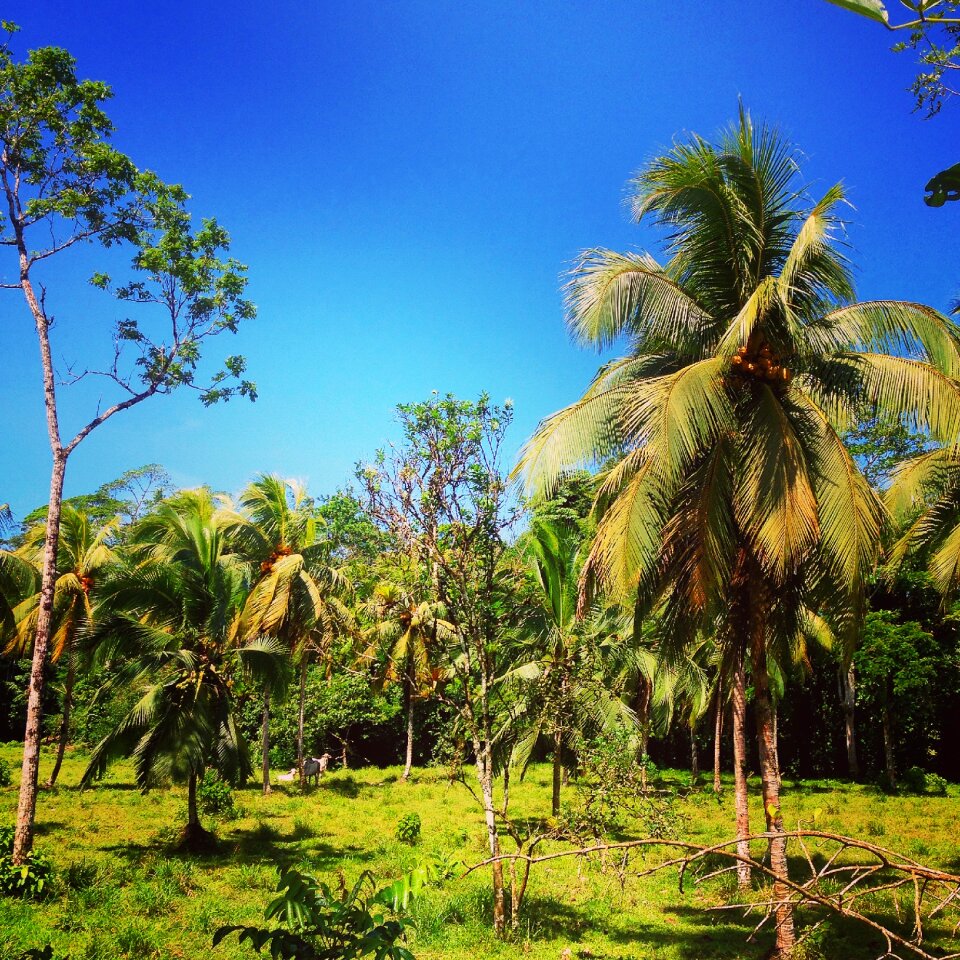 Jungle green tropical