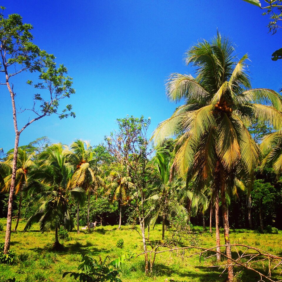 Jungle green tropical photo