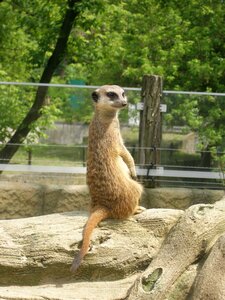 Mammal zoo zoological garden