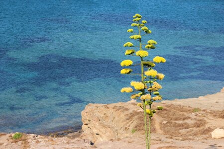 Flower tree agave
