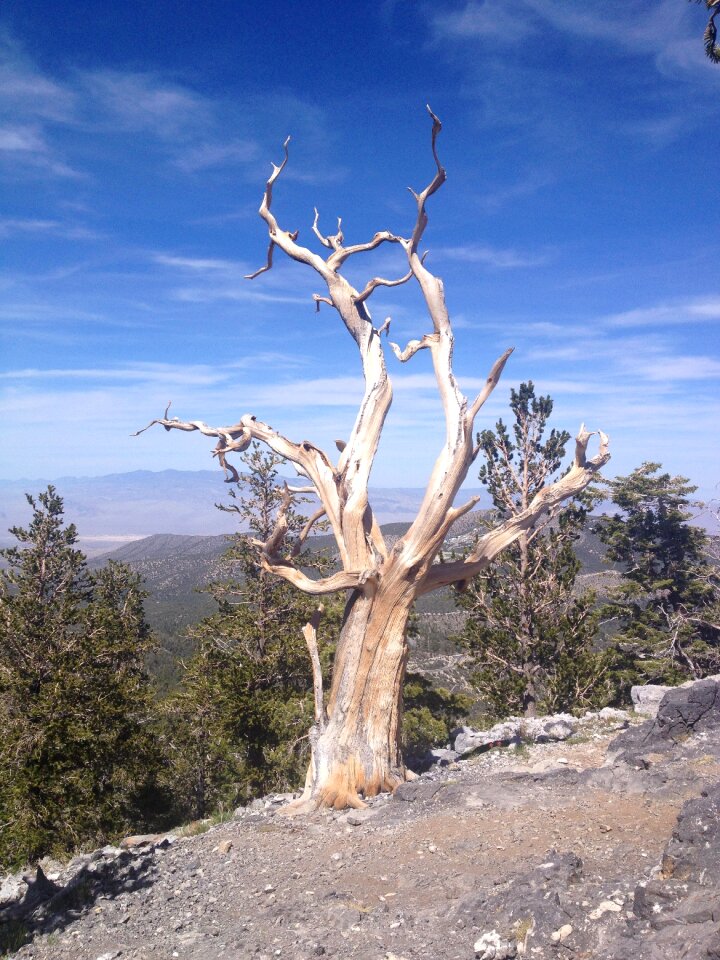 Tree mountain summer