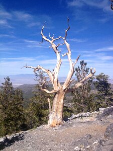 Tree mountain summer