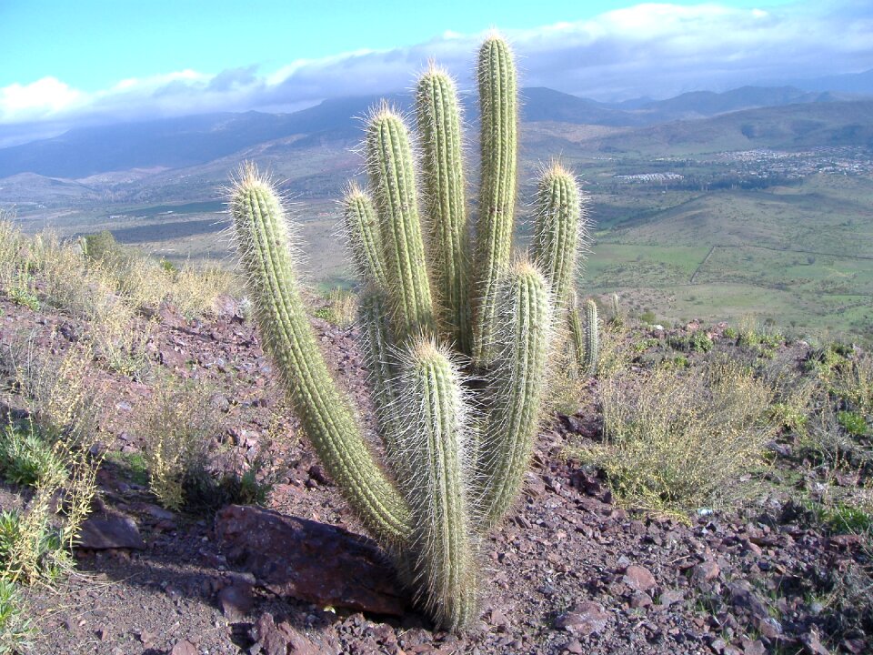 Cactus pland dry