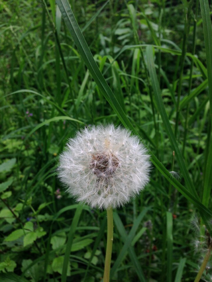 Meadow composites nature