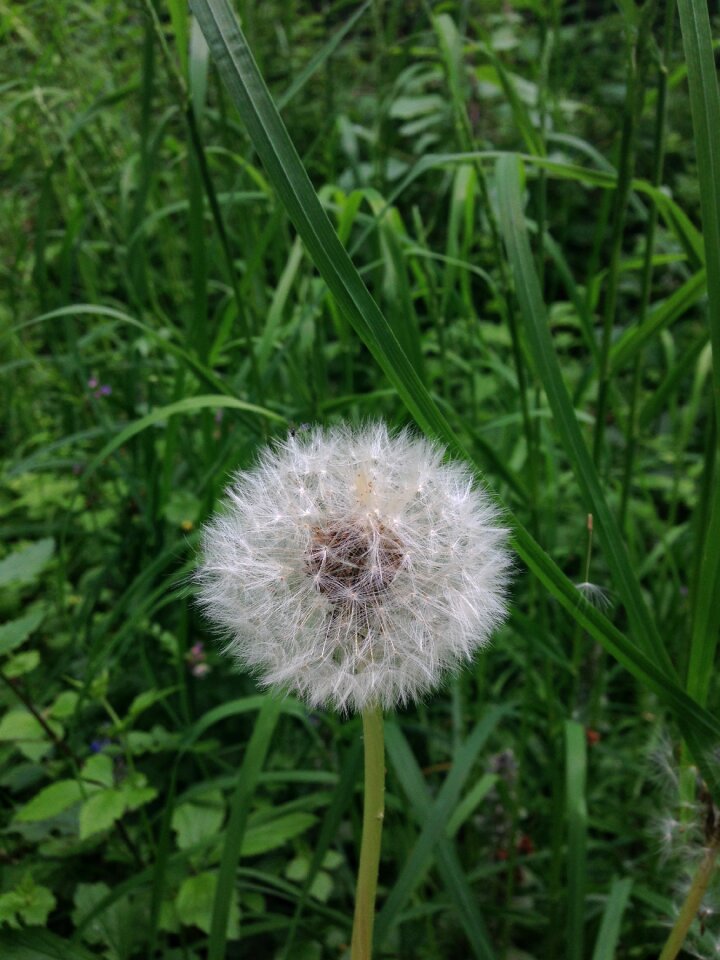 Meadow composites nature photo