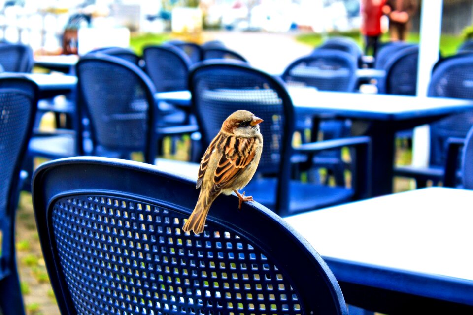 Bird animal chair