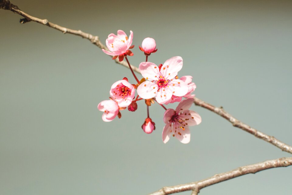 Spring nature pink