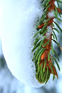Green spruce needle snow photo