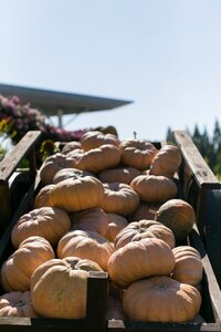 Pumpkin wagon agriculture