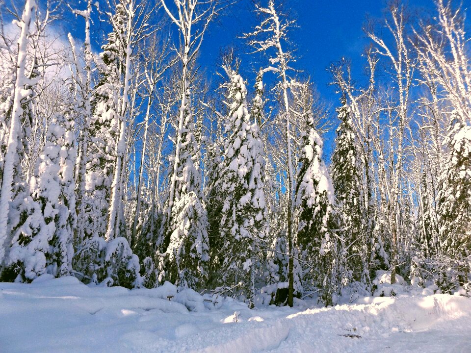 Nature white frozen