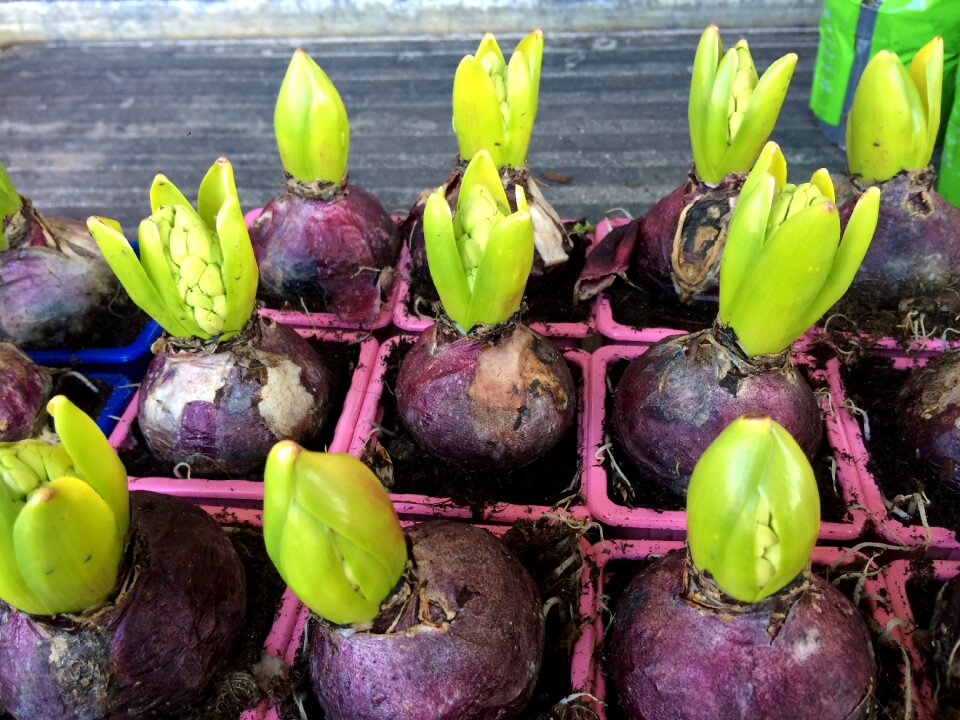 Flower bulb spring wash