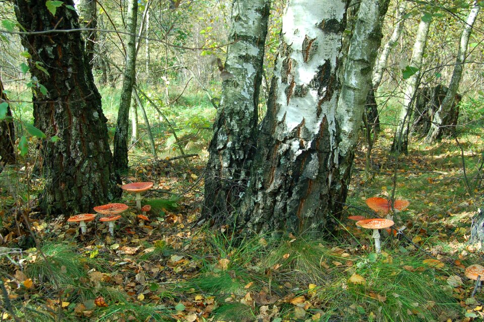 Autumn vacation russia
