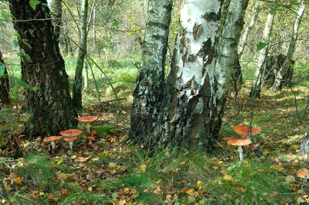 Autumn vacation russia