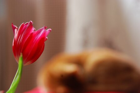 Red spring focus